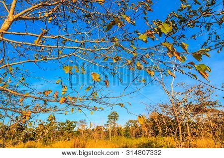 Forest In Winter Season  With Golden Light Before Sunset And Blue Sky Background  In Sunny Day