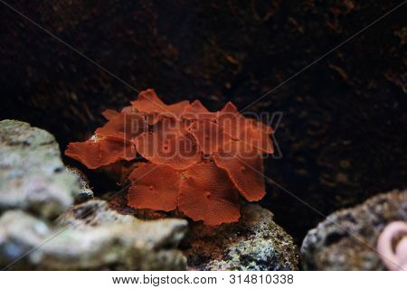 Close View Of Red Mushroom Coral, Mushroom Corals