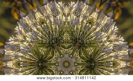Panorama Frame Dome Circular Shape Made From Reflecting White Flowers In Calfiornia
