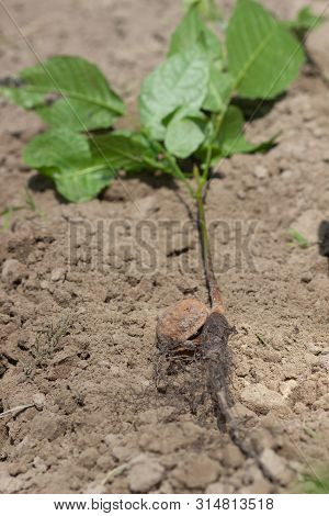 Sprout Of A Young Walnut, On Ground Background