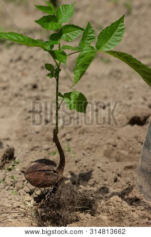 Sprout Of A Young Walnut, On Ground Background