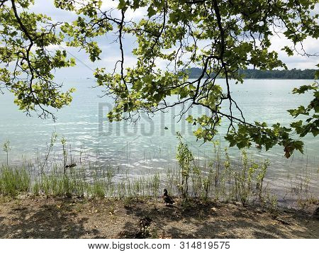 Landscape Of The Lake Constance By The Mainau Island (flower Island Mainau On The Lake Constance) - 