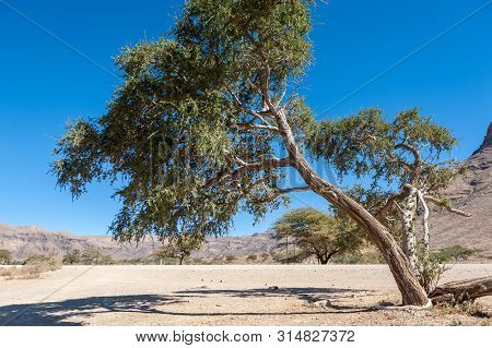 A Low Hanging Tree Along A Rest Area Along Route C14 In The Hardap Region Of Namibia.