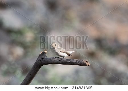 Ultramarine Flycatcher, Ficedula Superciliarisbirds At Sinhagad In Maharashtra, India.