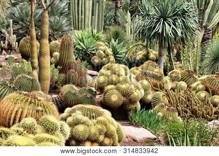 Rockery With Different Types Of Cactus In The Huerto Del Cura Garden In Elche