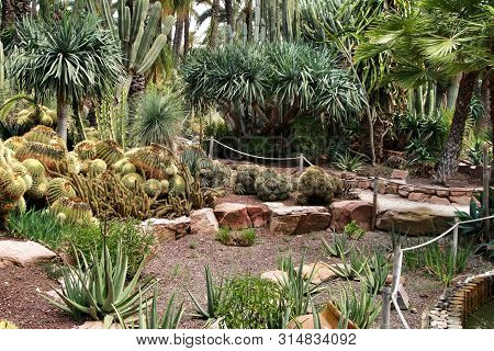 Rockery With Different Types Of Cactus In The Huerto Del Cura Garden In Elche