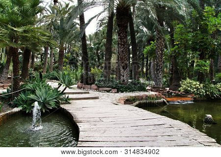 Green Vegetation In Huerto Del Cura Botanical Garden In Elche, Spain