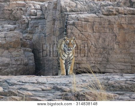 A Sab Adult, Wild Tiger Watching Its Own Territory At Ranthambore National Park.