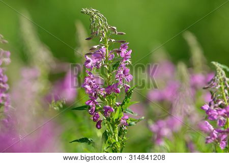 Pink Flowers Of Fireweed (epilobium Or Chamerion Angustifolium) In Bloom. Flowering Willow-herb Or B