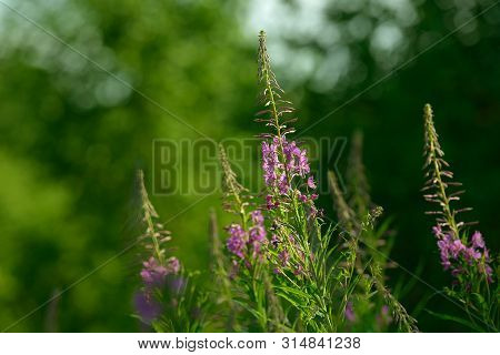 Pink Flowers Of Fireweed (epilobium Or Chamerion Angustifolium) In Bloom. Flowering Willow-herb Or B