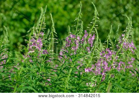 Pink Flowers Of Fireweed (epilobium Or Chamerion Angustifolium) In Bloom. Flowering Willow-herb Or B