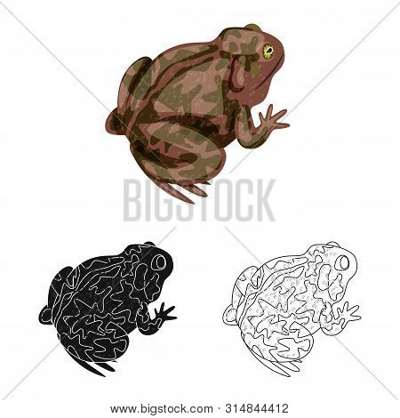 Vector Design Of Toad And Biology Icon. Set Of Toad And Tropical Vector Icon For Stock.