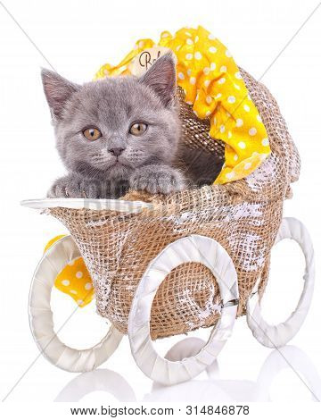 Scottish Straight Kitten. Isolated On A White Background. Gray Cat Sits Sideways