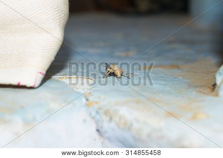Close Up Of Salticus Scenicus Jumping Spider With A House Fly,macro Shot Of Jumping Spider.