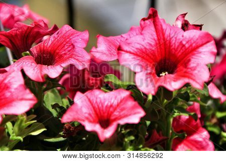 Beautiful Surfinia Pink Flowers In The Garden In Spring