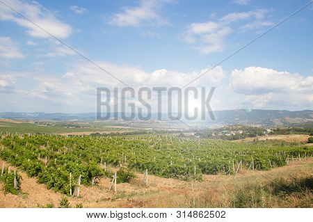 Vineyards In The Lowlands Of The Mountain. Crimean Vineyards. Crimea. Summer Landscape. Background V
