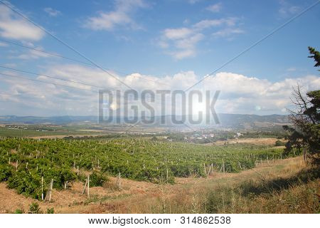 Vineyards In The Lowlands Of The Mountain. Crimean Vineyards. Crimea. Summer Landscape. Background V