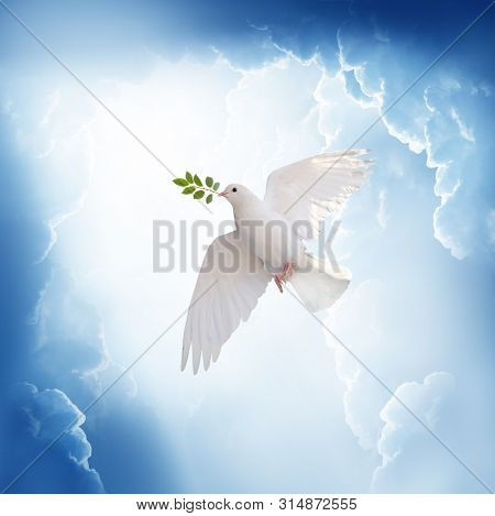 A free white dove holding green leaf branch flying in the sky.International Day of Peace concept background