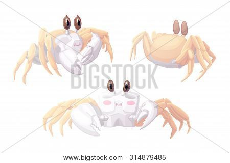 Vector Cartoon Animal Clip Art Atlantic Ghost Crab