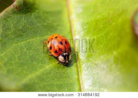 Multicoloured Asian Ladybird - Ladybug Harmonia Axyridis Walks On A Leaf