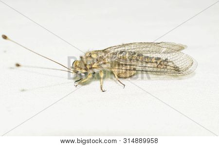 Ant Lions Insect Family From The Order Of The Retina Of The Four-winged Dragonfly Insects