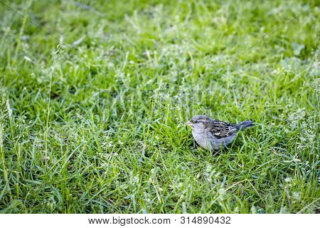 Little Sparrow In The Grass. Park. Wildlife. Green Grass. Summer.