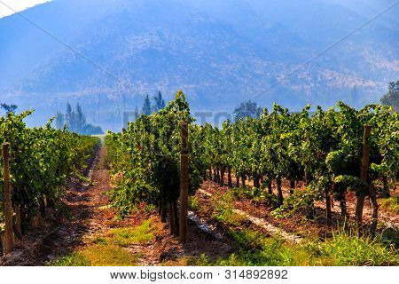 Winery, Maipo Valley, The Area Around Santiago De Chile.