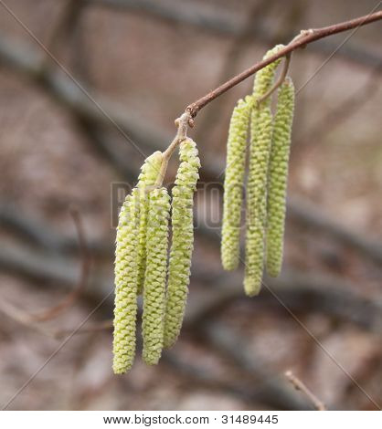 Colgante de Hazel