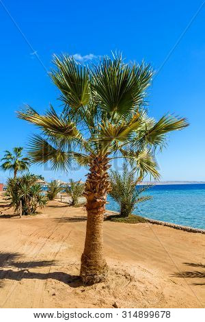 Green Sabal Palm Tree On Beach Of Red Sea