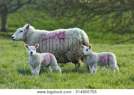 Ewe, Female Sheep, And Lambs In A Field In Uk