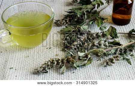 Motherwort - A Medicinal Plant With A Calming Effect