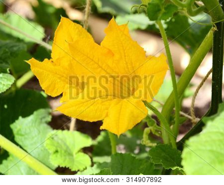 Bright Yellow Male Flowers Of A Cucurbit Plant With Pollen-covered Stamen, Among Dense Green Leaves
