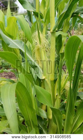 Two Corn Cobs Growing On A Fiesta Sweetcorn Plant Among Long Green Leaves - Calico Corn