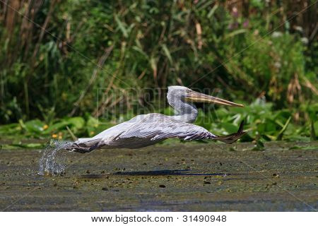Dalmatiske Pelican (pelecanus Crispus)