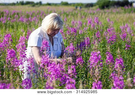 Elderly Woman Collects Willow-herb In Siberia. Process Of Collecting Willow-tea. Selective Focus.