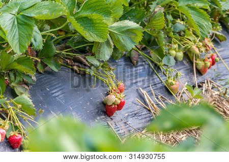 Close Up Strawberry Fruit Grows In The Plantation, Novi Sad, Serbia