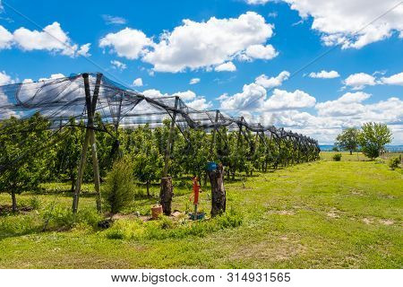 Anti Hail Net, Agriculture Net At An Cherry Orchard In May, Serbia