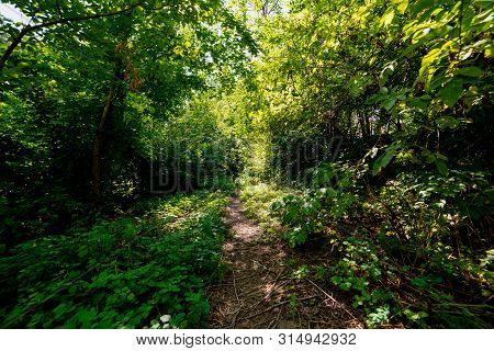 Dirt Walking Path Through The Forest Or Park.