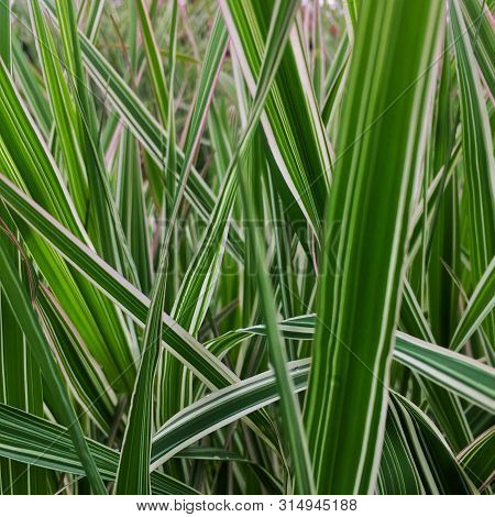 Striped White And Green Ribbon Grass, Phalaris Arundinacea Picta