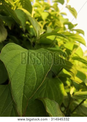 Cool Green Hornbeam Hedgehog In The Spring