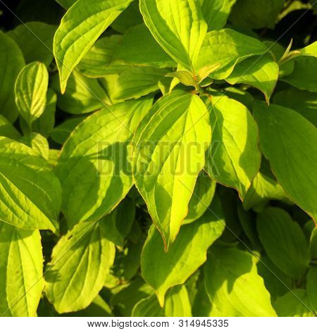 Green Hornbeam Hedgehog In The Spring On The Sun
