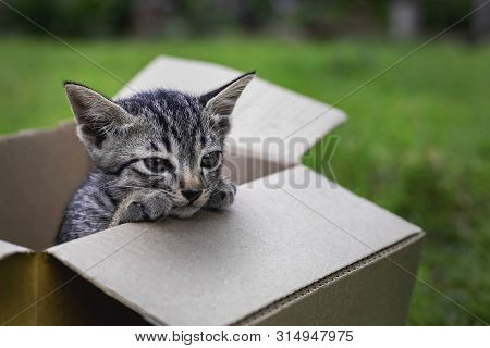 Cute Little Kittens Are Playing In The Box On The Grass In Front Of The House.