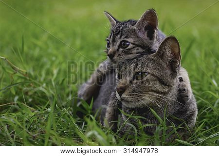 Cute Cats And Kittens Are Playing On The Grass In Front Of The House.