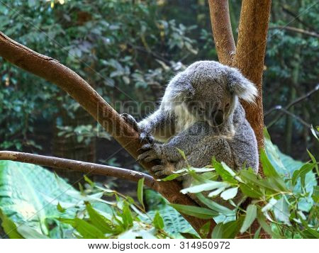 High Angle Shot Of A Koala In A Tree At Blackbutt Reserve