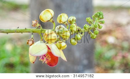 Sala Flora Or Shorea Robusta Flower On Cannonball Tree.  Shorea Robusta Flower, Beautiful Flower.