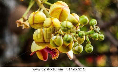 Sala Flora Or Shorea Robusta Flower On Cannonball Tree.  Shorea Robusta Flower, Beautiful Flower.