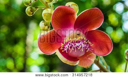 Sala Flora Or Shorea Robusta Flower On Cannonball Tree.  Shorea Robusta Flower, Beautiful Flower.