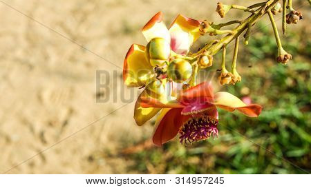 Sala Flora Or Shorea Robusta Flower On Cannonball Tree.  Shorea Robusta Flower, Beautiful Flower.