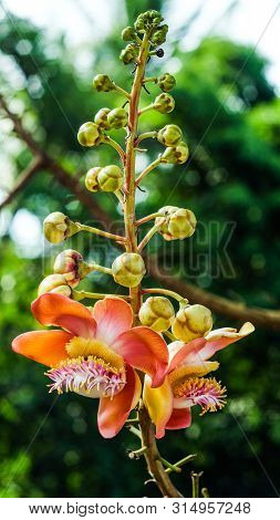 Sala Flora Or Shorea Robusta Flower On Cannonball Tree.  Shorea Robusta Flower, Beautiful Flower.