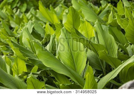 Turmeric Farm,turmeric Is A Flowering Plant, Curcuma Longa Of The Ginger Family, Pokhara Nepal
